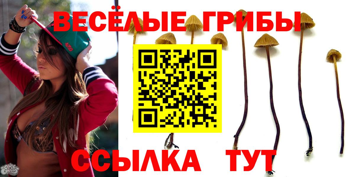 продажа наркотиков  Вход с VPN  Саранск  Псилоцибиновые грибы мицелий 